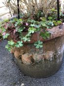 Collection of six large weathered pots with plants