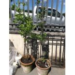 Two Fruit trees in terracotta pots