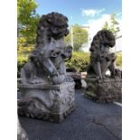 Sculpture: Pair of Magnificent very large Chinese Foo or Temple Dogs, also known as Guardian