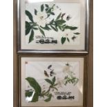 Pair of Chinese watercolour and ink paintings with Chinese character marks depicting butterflies