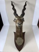 Taxidermy head of a gazelle, mounted on wooden plaque, approx 98cm in height (A/F)