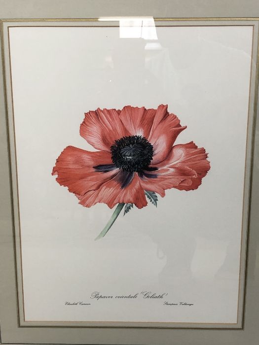 Set of four large framed botanical prints of poppies by Elizabeth Cameron, each approx 41cm x - Image 2 of 5