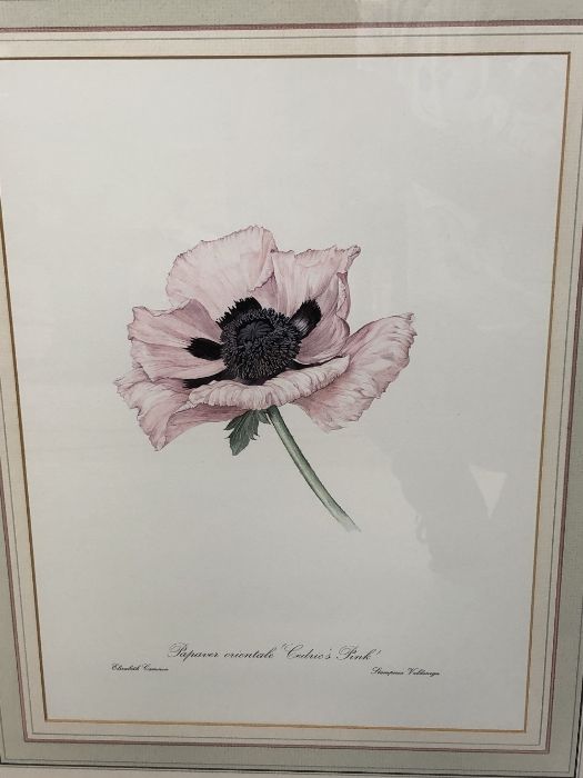 Set of four large framed botanical prints of poppies by Elizabeth Cameron, each approx 41cm x - Image 4 of 5