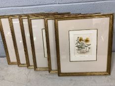 Six framed limited edition botanical prints, each approx 10cm x 12.5cm (inside mount)