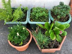 Five plastic garden posts with plants to include a fern