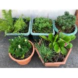 Five plastic garden posts with plants to include a fern