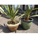 Two stone pots planted with Yucca plants