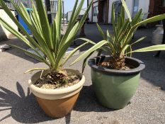 Two stone pots planted with Yucca plants