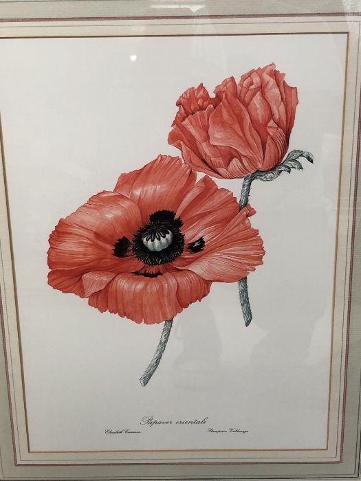 Set of four large framed botanical prints of poppies by Elizabeth Cameron, each approx 41cm x - Image 3 of 5