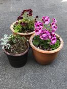 Three brown stone garden pots with assorted plants