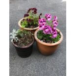 Three brown stone garden pots with assorted plants