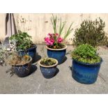 Six various blue garden pots with assorted plants