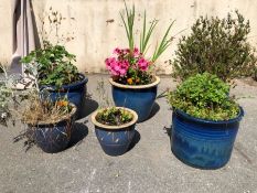 Six various blue garden pots with assorted plants