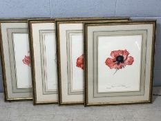Set of four large framed botanical prints of poppies by Elizabeth Cameron, each approx 41cm x