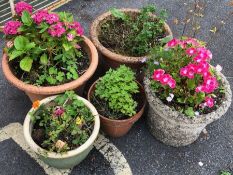 Five assorted garden posts to include stone and terracotta with associated flowers