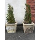 Pair of garden planters with box trees, each planter approx 33cm in height