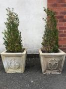 Pair of garden planters with box trees, each planter approx 33cm in height