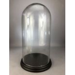 Vintage glass display dome on black wooden base, approx 43cm in height