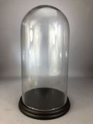 Vintage glass display dome on black wooden base, approx 43cm in height