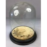 Victorian glass display dome on circular wooden base glass approx 18.5cm diameter and 22cm tall