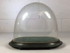 Victorian Oval Glass display dome on ebonized wooden base and original black velvet lining approx 28