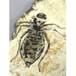 Fossil