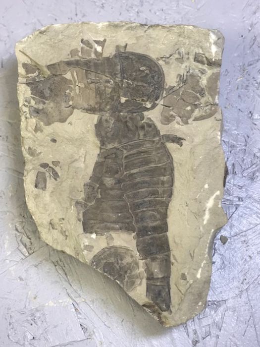 Fossil