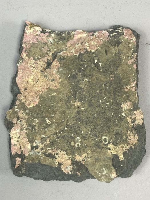 Fossil - Image 3 of 4