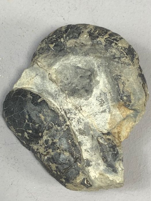 Fossil - Image 3 of 3