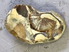 Fossil