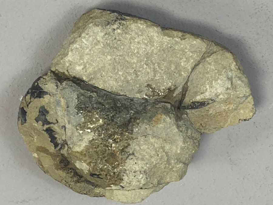 Fossil - Image 2 of 3