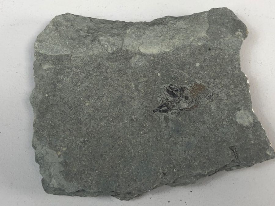 Fossil