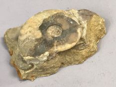 Fossil