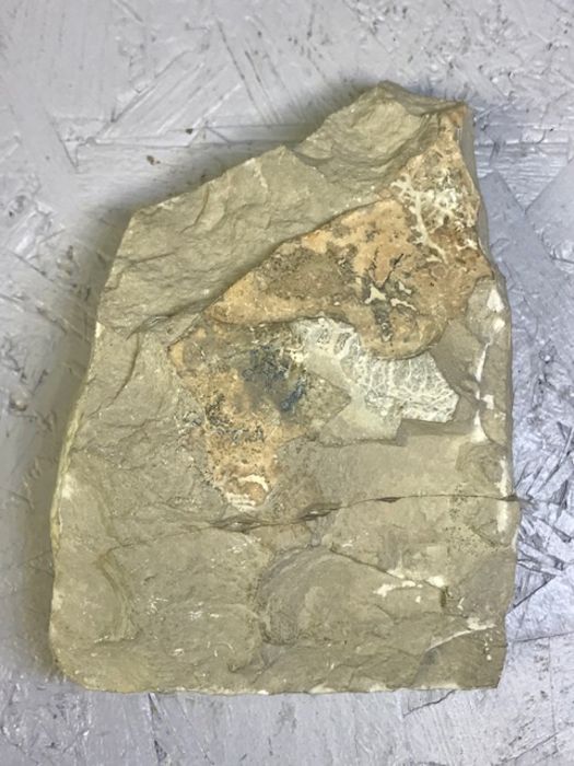 Fossil - Image 2 of 3