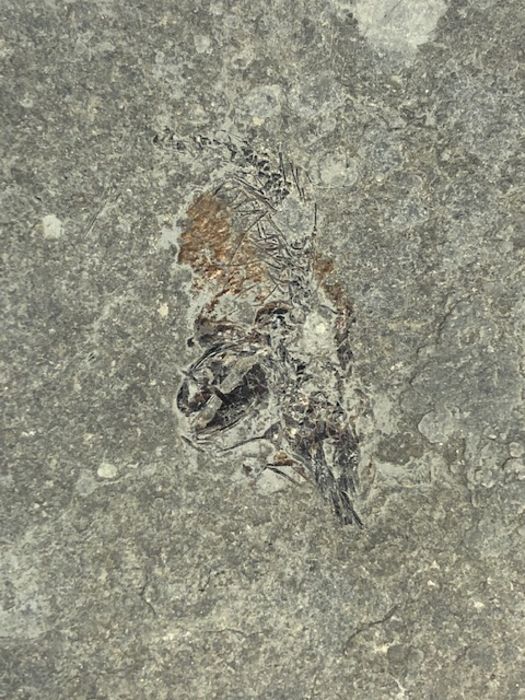 Fossil - Image 2 of 4