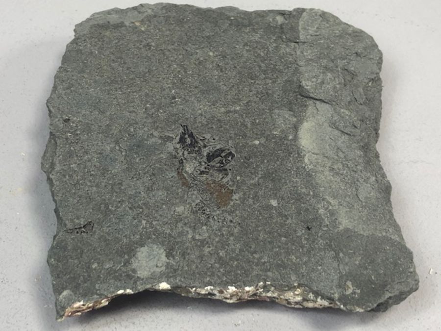 Fossil - Image 4 of 4