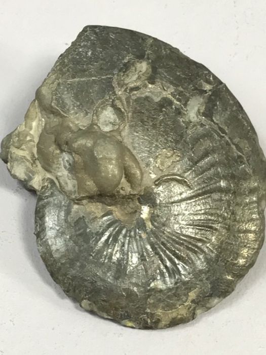 Fossil - Image 2 of 4