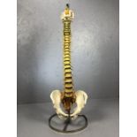 ADAM ROUILLY anatomical model of a spine, suspended on a stand, approx 88cm in height