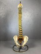 ADAM ROUILLY anatomical model of a spine, suspended on a stand, approx 88cm in height