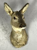 Taxidermy Deer's head, approx 50cm tall