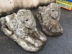 Pair of cast concrete lions, approx 70cm in length