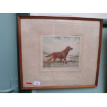 Framed signed print of an Irish Setter Dog in plain contemporary frame