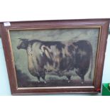 Framed oil on board of a crossbred cow (out of proportion) signed Butlereath