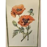 Framed and glazed watercolour "Poppies 2" signed Margaret Hurd.