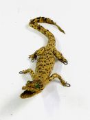 Taxidermy miniature Crocodile