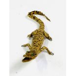 Taxidermy miniature Crocodile