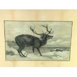 Pair of wood framed and glazed paintings of a stag by Molly Shear, 1910