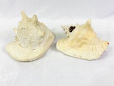 2 large pink pearlescent conch shells, one prepared with holes to become a lamp