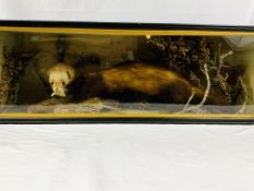 Taxidermy Stoat and bird in glass fronted display case