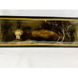 Taxidermy Stoat and bird in glass fronted display case